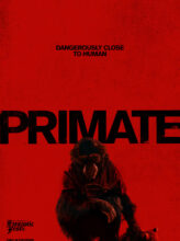 Primate