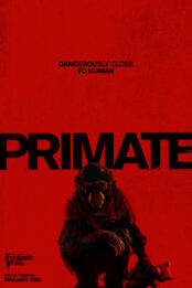 Primate